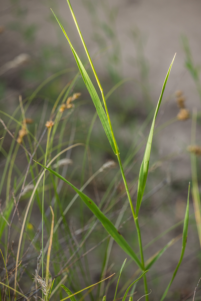 Изображение особи Bromopsis inermis.