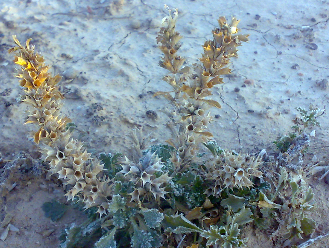 Image of Hyoscyamus pusillus specimen.