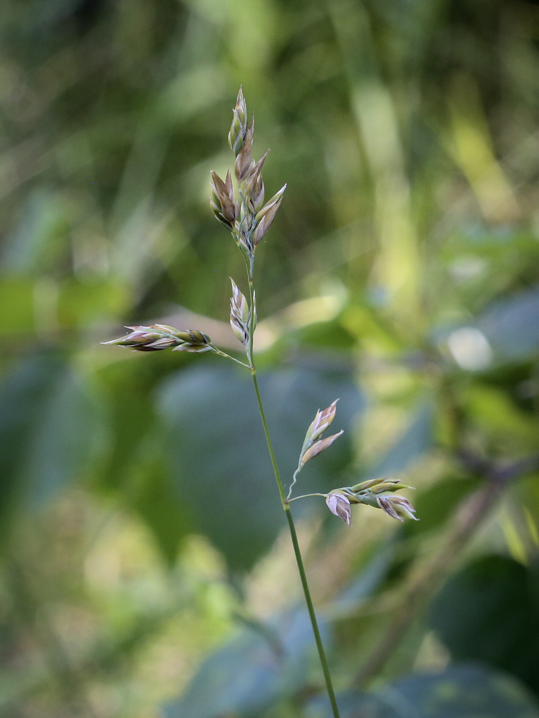 Image of Poa pratensis specimen.