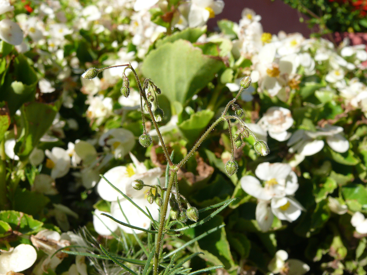 Image of Spergula arvensis specimen.