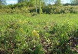 Primula veris