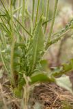 Crepis rhoeadifolia. Листья в основании побега. Ростовская обл., Мясниковский р-н, окр. села Несветай, каменистая степь. 16.07.2022.