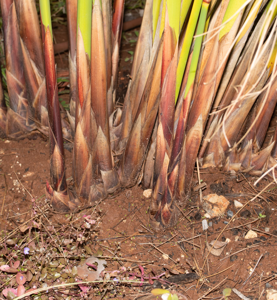 Image of Cyperus papyrus specimen.