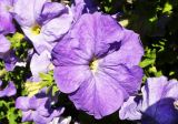 Petunia &times; atkinsiana