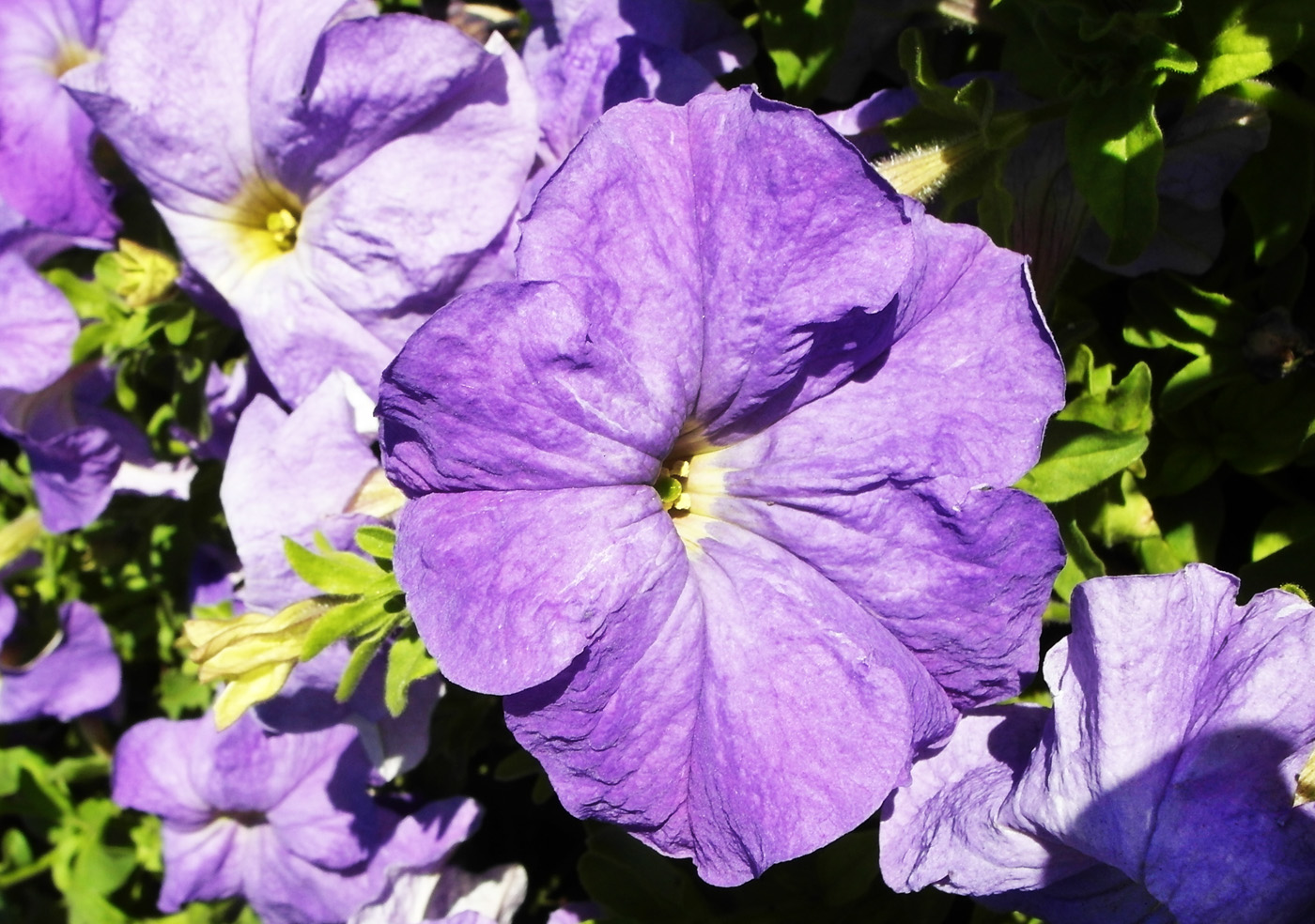 Image of Petunia × atkinsiana specimen.