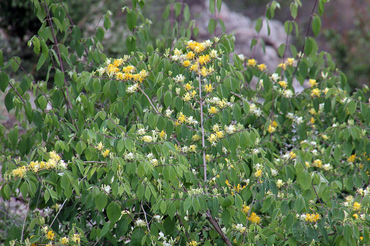 Image of genus Lonicera specimen.