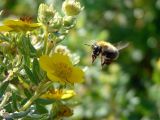 Dasiphora fruticosa