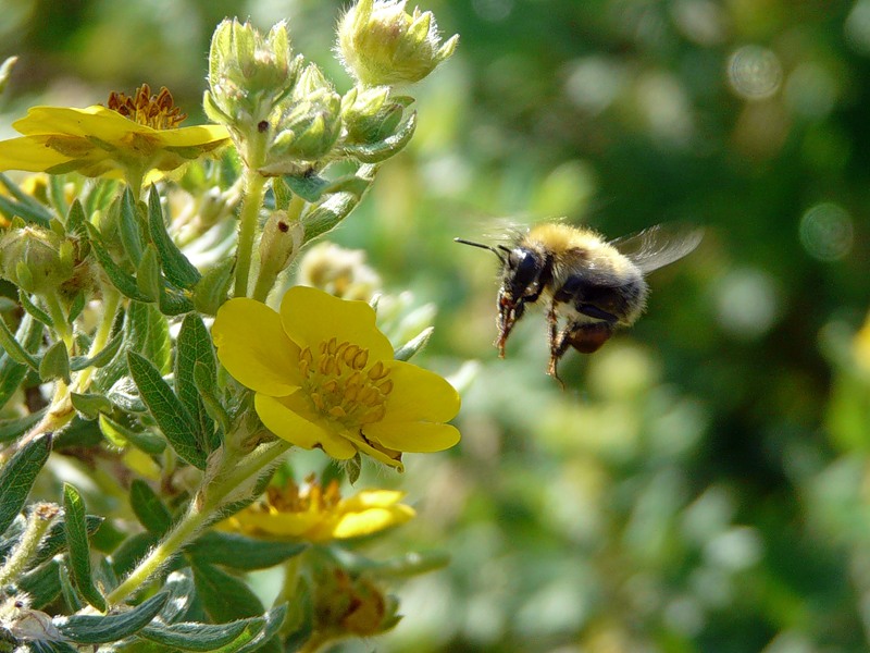 Изображение особи Dasiphora fruticosa.