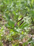 Lathyrus vernus. Плодоносящее растение. Карелия, Ладожское озеро, северный берег о. Пикатинсаари, разнотравный луг. 14.06.2021.