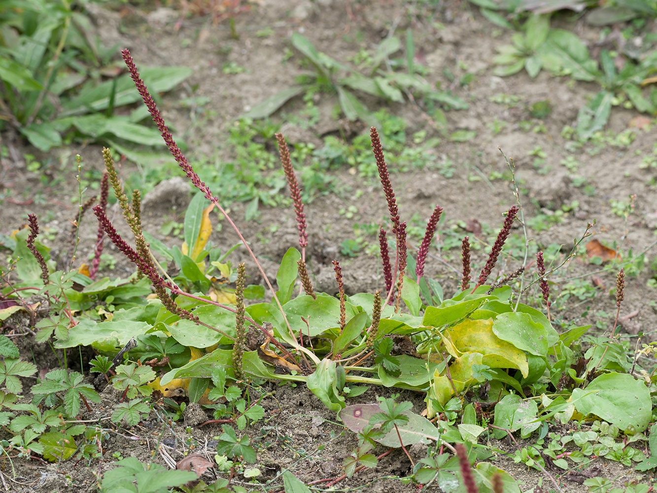 Изображение особи Plantago major.