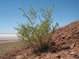 Salsola orientalis. Цветущее растение (var. glabra). Южный Казахстан, вост. предгорья хр. Сырдарьинский Каратау, Закаратауская равнина (возвышенность), сев. побережье оз. Ащиколь, склон чинка южной экспозиции, пестроцветы. 26 июня 2022 г.