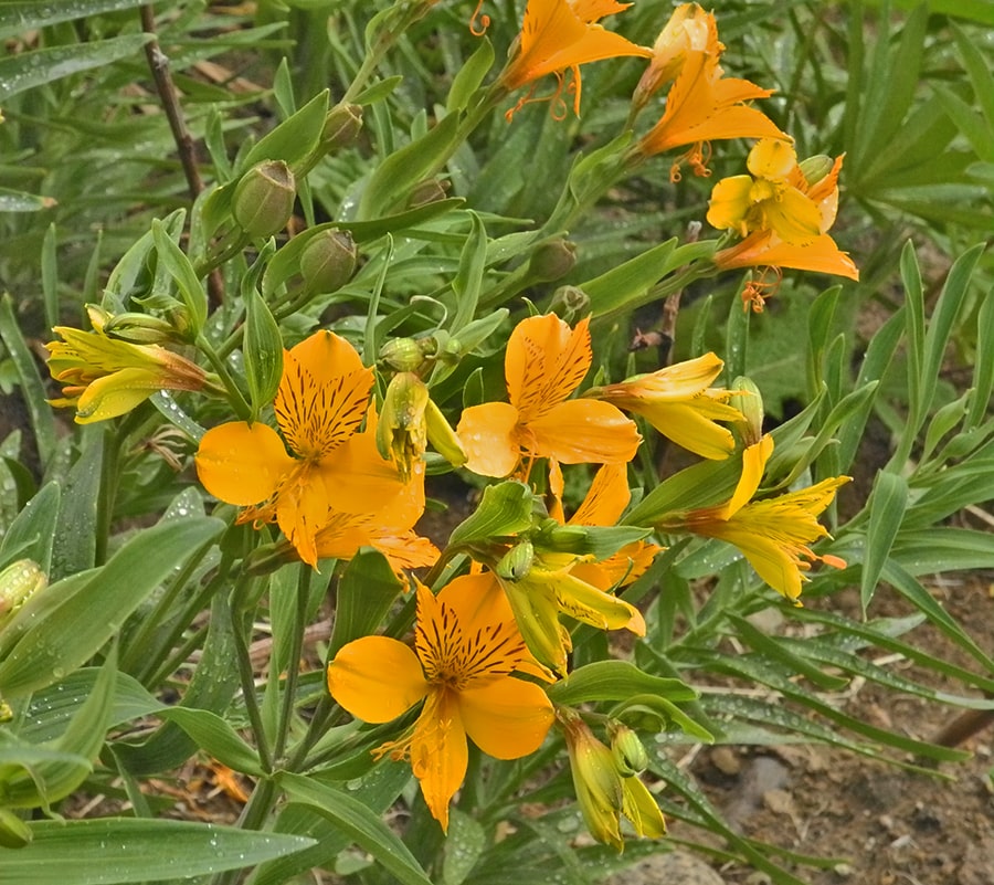 Image of Alstroemeria aurea specimen.