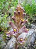 genus Orobanche. Верхушка побега с соцветием. Таджикистан, р-н Сангвор; Памиро-Алай, Мазорский хр., ≈ 2600 м, каменистый берег реки (паразитирует предположительно на Ferula sp.). 17.06.2019.