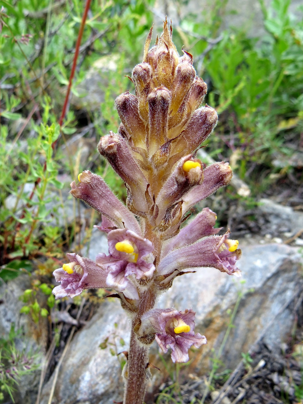 Image of genus Orobanche specimen.