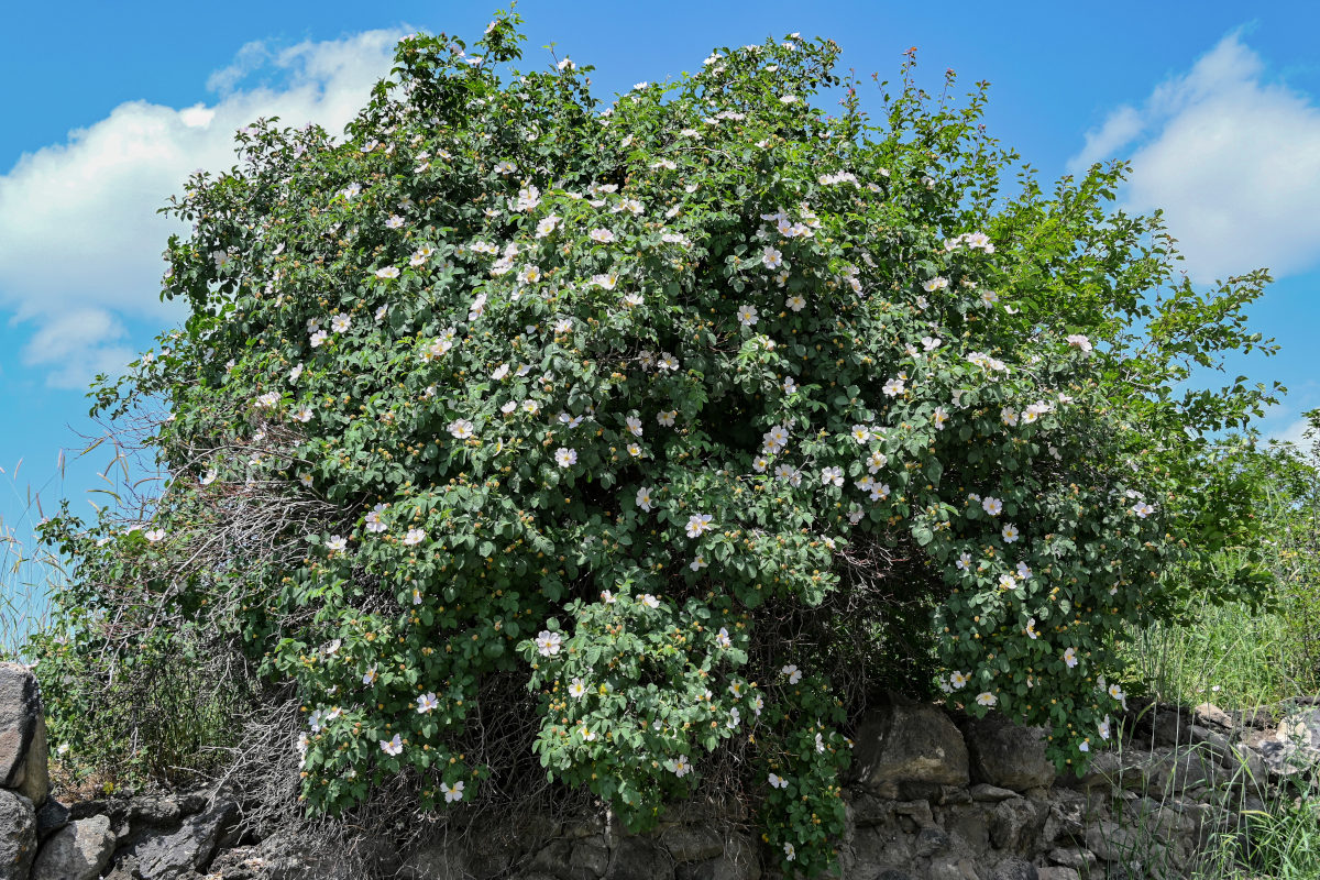 Image of Rosa oxyodon specimen.