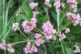 Limonium flexuosum