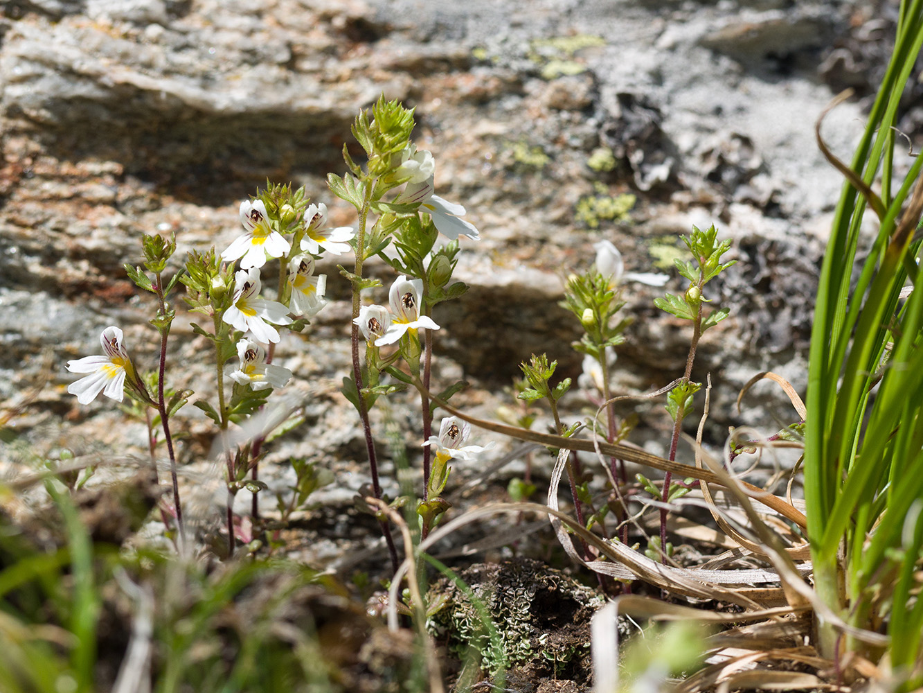 Изображение особи Euphrasia petiolaris.