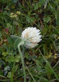 Trifolium canescens