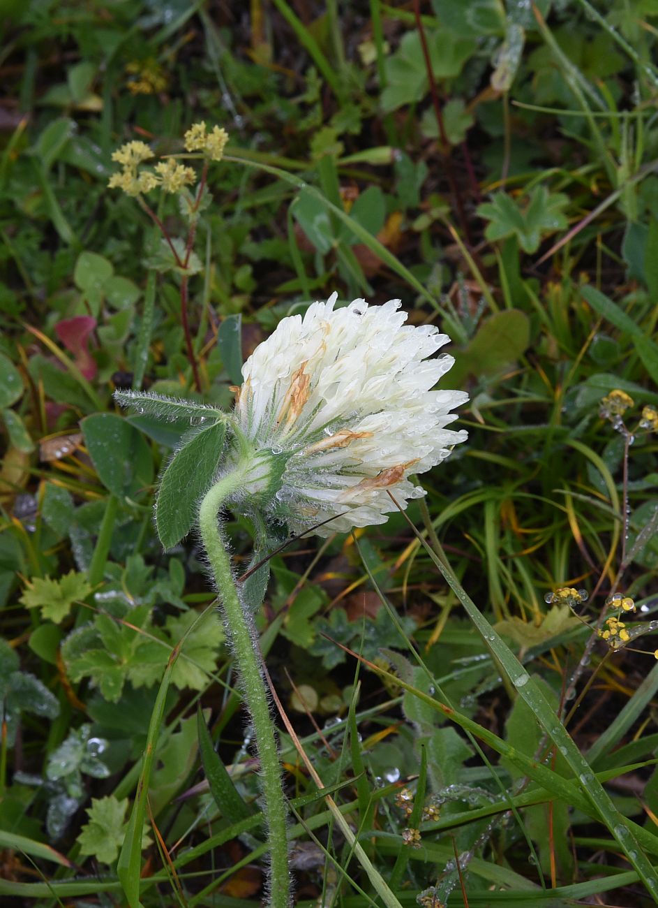 Изображение особи Trifolium canescens.