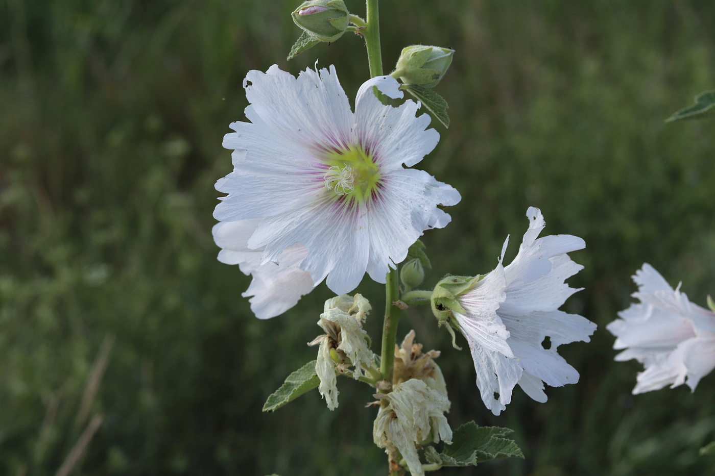 Изображение особи Alcea rosea.