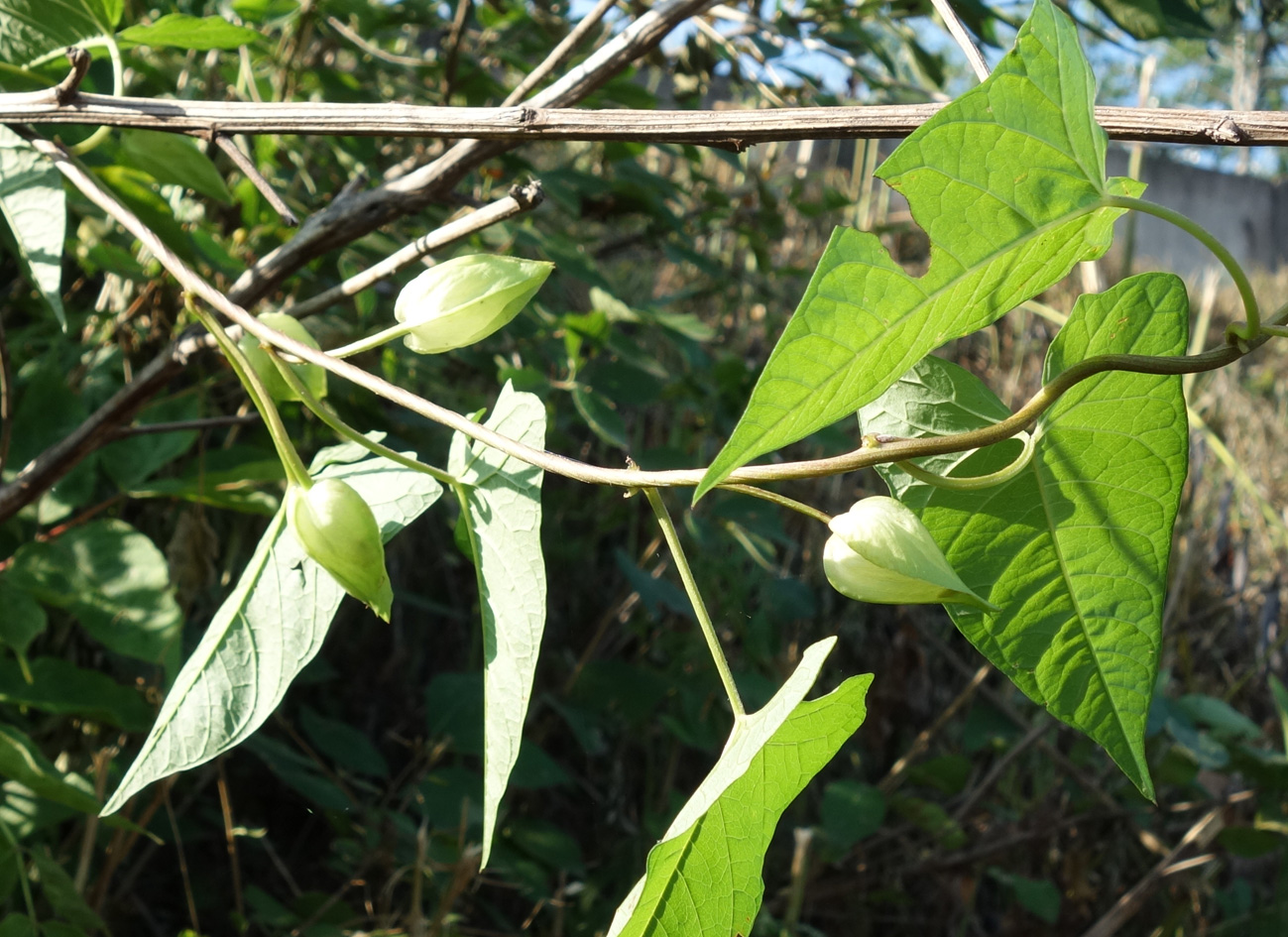 Image of Calystegia inflata specimen.