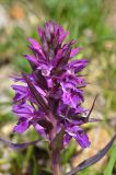 Dactylorhiza euxina. Соцветие. Республика Северная Осетия-Алания, Ирафский р-н, Большой Кавказ, левый борт ущелья Бартуидон, гребень боковой морены ледника Бартуицете в р-не оз. Маскутицад, ≈ 2850 м н.у.м., альпийский луг. 11.07.2021.