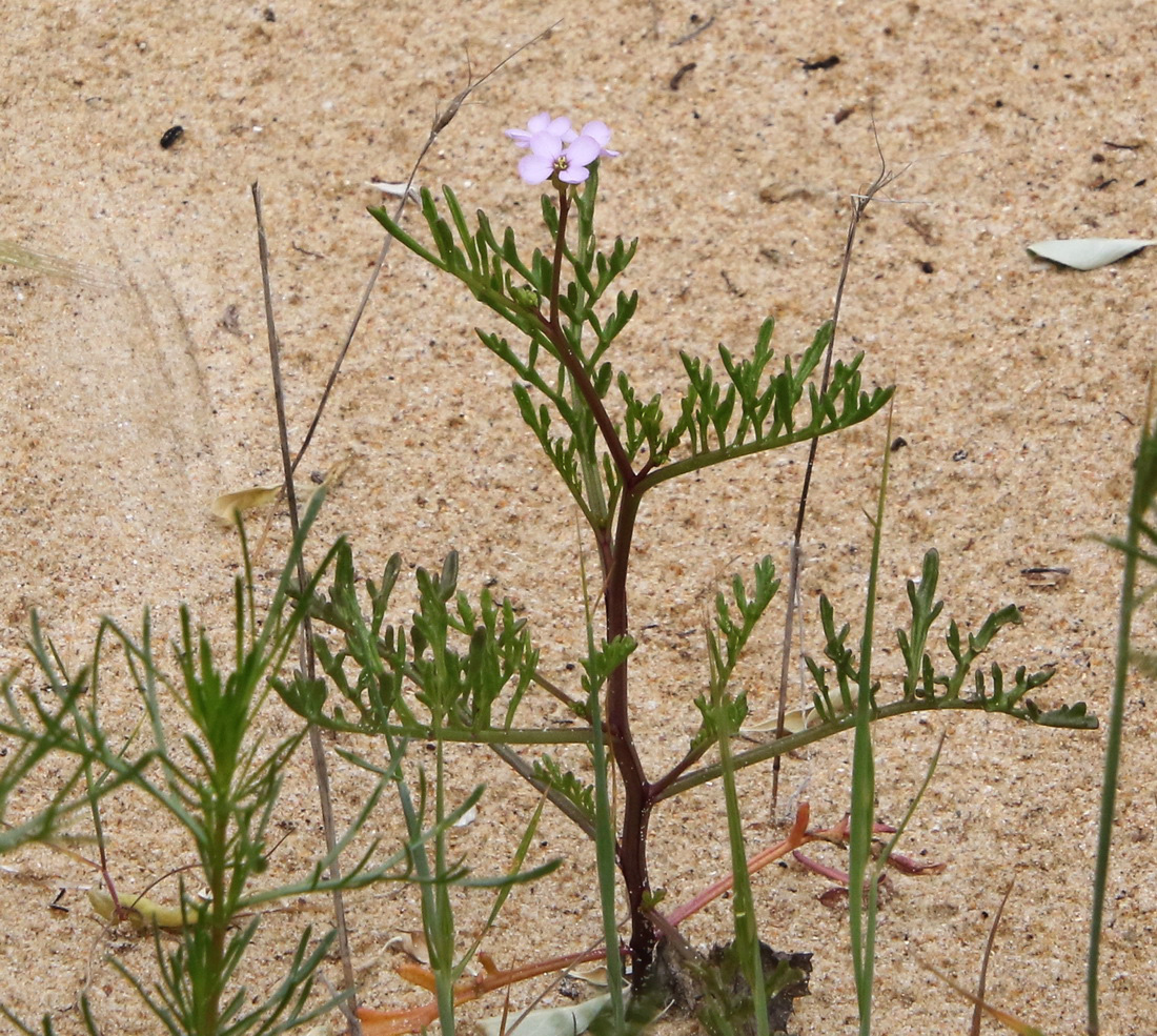 Image of Cakile euxina specimen.