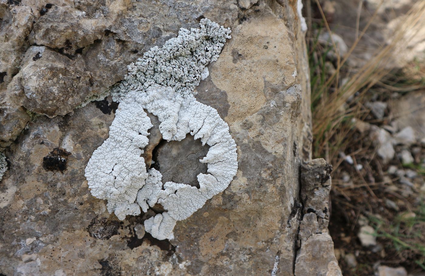 Image of genus Diploschistes specimen.