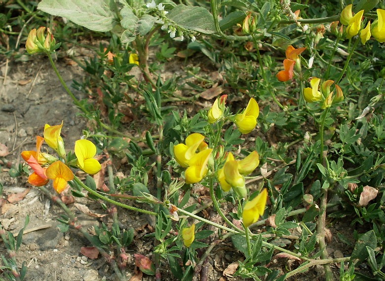 Изображение особи Lotus corniculatus.