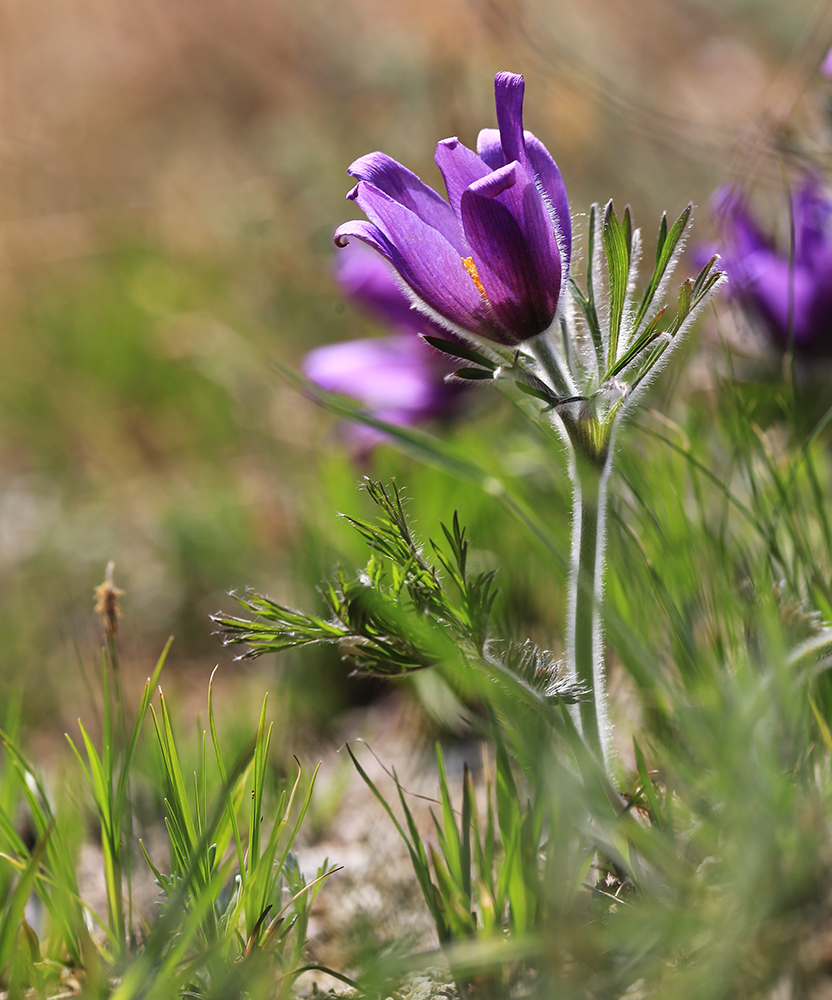 Image of Pulsatilla turczaninovii specimen.