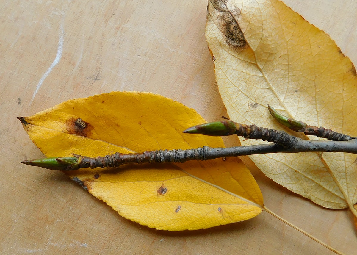 Image of Populus tristis specimen.