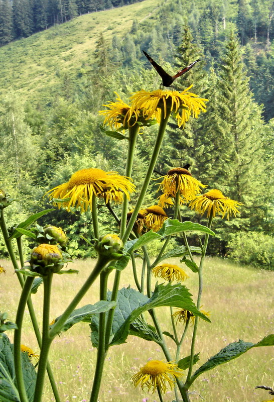 Image of Telekia speciosa specimen.