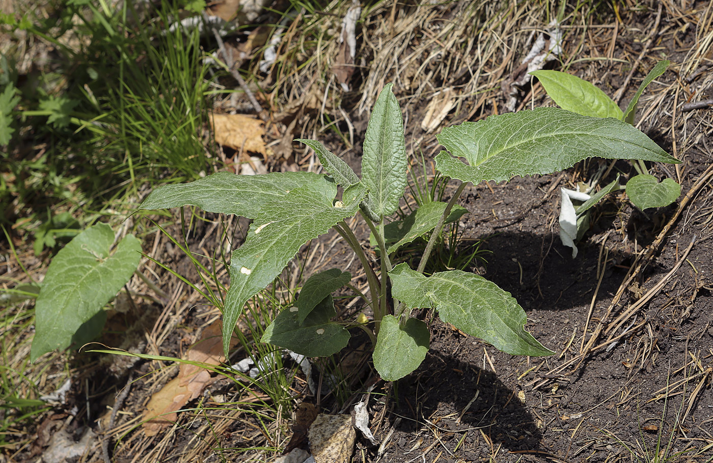 Image of Saussurea controversa specimen.