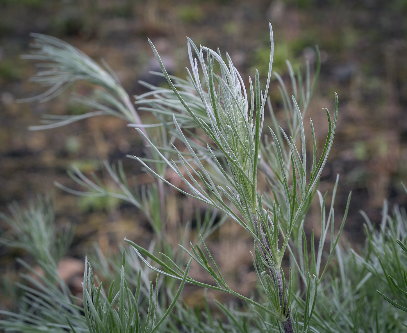 Изображение особи Artemisia campestris.