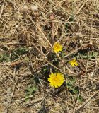 род Taraxacum. Цветущее и плодоносящее растение. Болгария, Бургасская обл., г. Несебр, природный заказник \"Песчаные дюны\", мыс Акротирия, у дота. 15.09.2021.