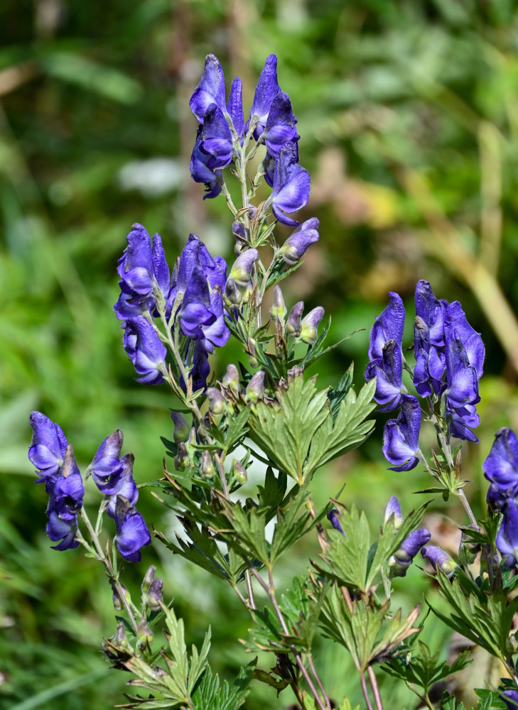 Изображение особи Aconitum sachalinense.