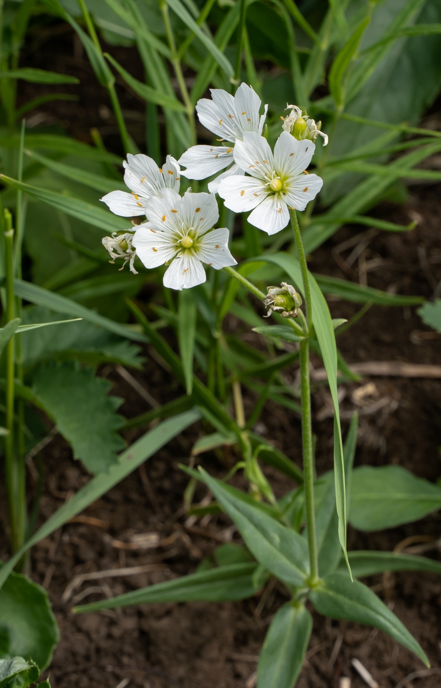 Изображение особи Cerastium maximum.