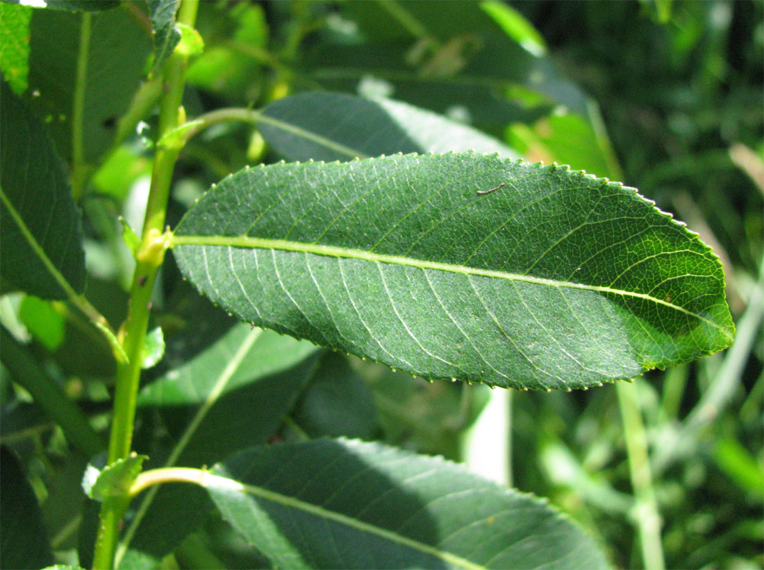 Image of Salix &times; schumanniana specimen.