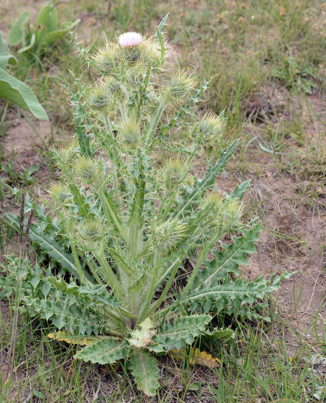 Image of Cirsium semenowii specimen.