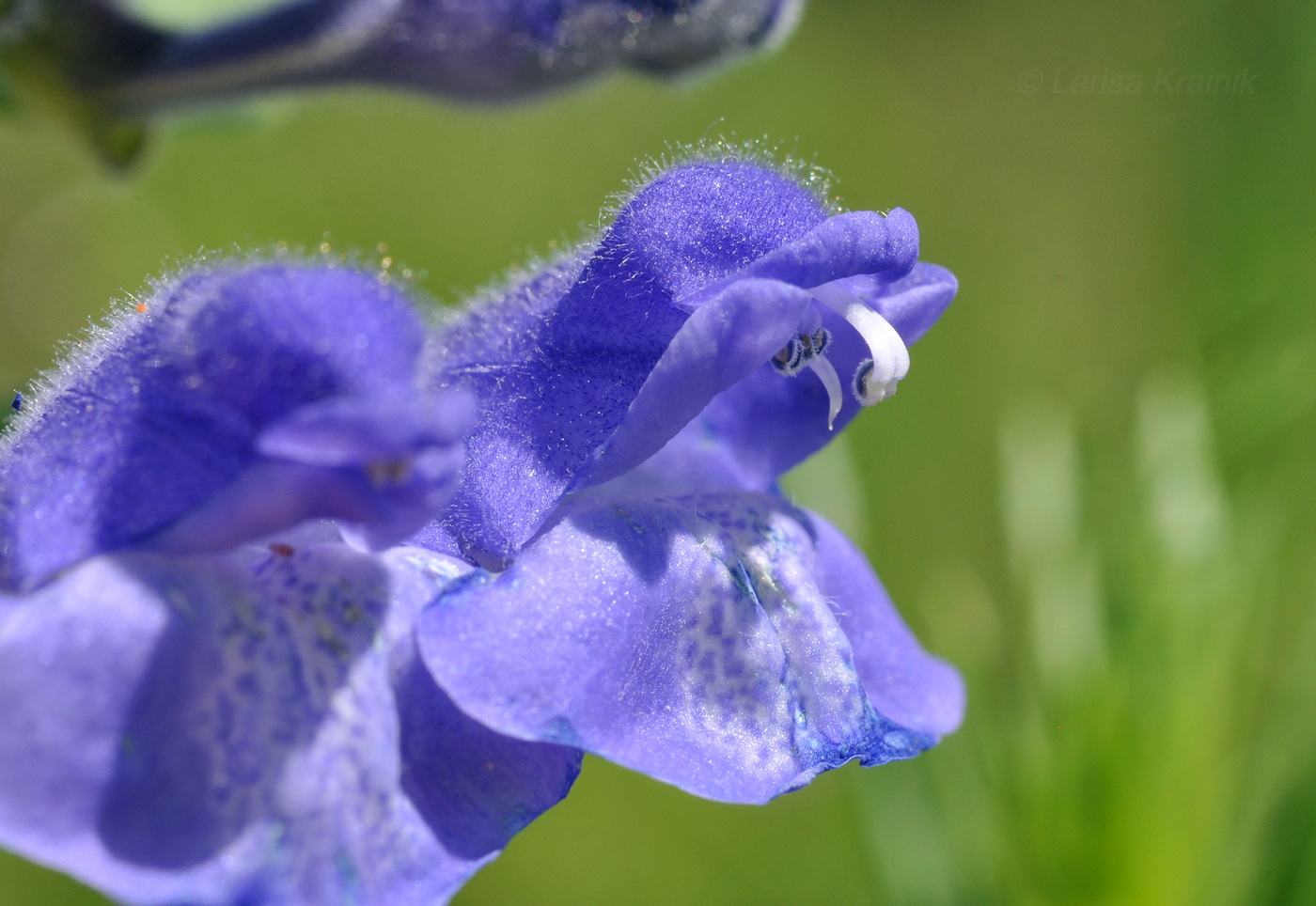 Image of Scutellaria krasevii specimen.
