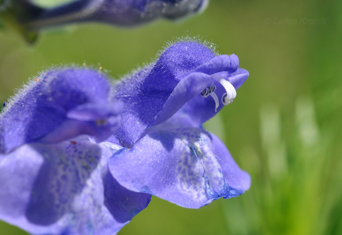 Изображение особи Scutellaria krasevii.