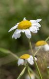 Anthemis melanoloma. Соцветие. Республика Адыгея, Кавказский биосферный заповедник, перевал Гузерипльский, 1965 м н.у.м., субальпийский луг. 12.08.2023.