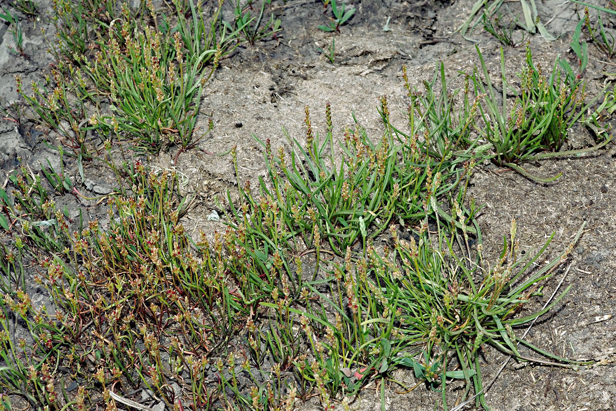 Image of Plantago tenuiflora specimen.