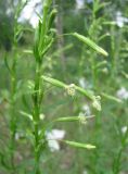 Silene tatarica