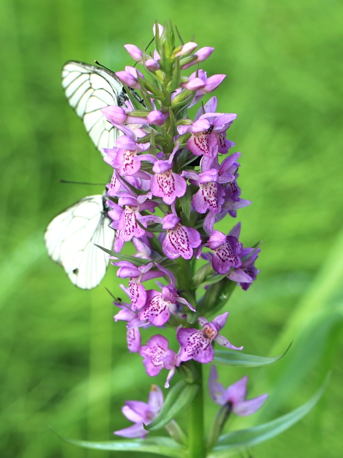 Image of Dactylorhiza sibirica specimen.