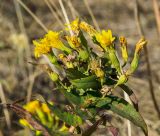 Hieracium virosum