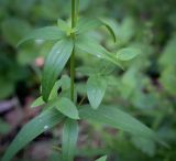 Galium rubioides