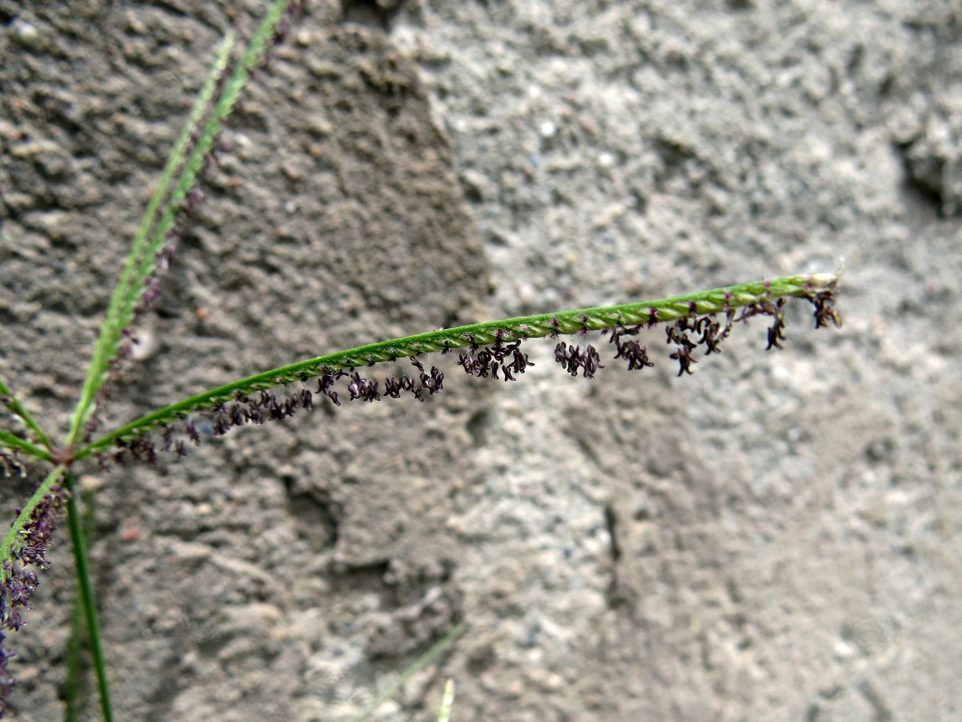 Image of Cynodon dactylon specimen.