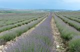 Lavandula angustifolia. Растения перед началом цветения. Крым, Бахчисарайский р-н, окр. с. Тургеневка, плантация лаванды. 15.06.2021.