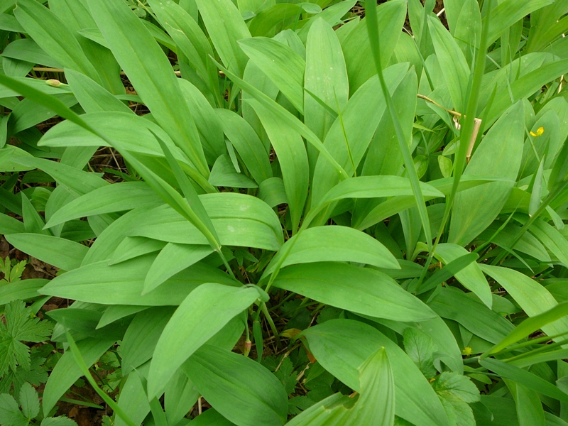 Image of Allium microdictyon specimen.